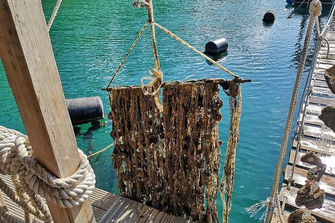 Ston Gastro Tour - Mali Ston Oyster Farms and the Sail, From Boat Ride to Fresh Shucking