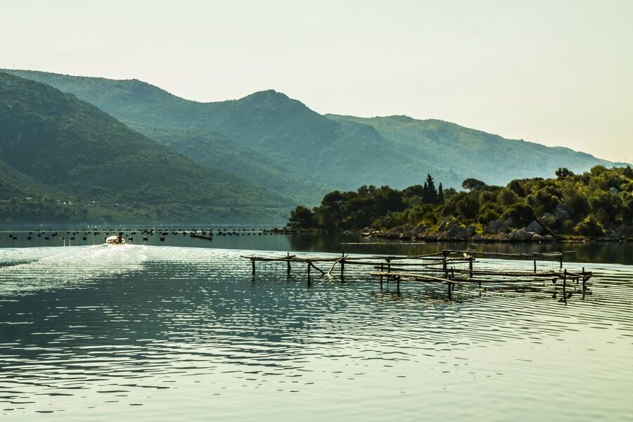 Ston Oyster & Wine Tasting Private Tour From Dubrovnik - Pelješac wine tasting and a guided look at the peninsula