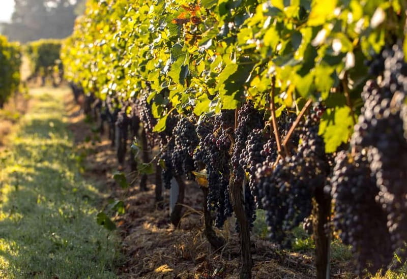Trebinje Tour with Luxury Transportation and Wine Tasting - Who this Trebinje wine tour suits best