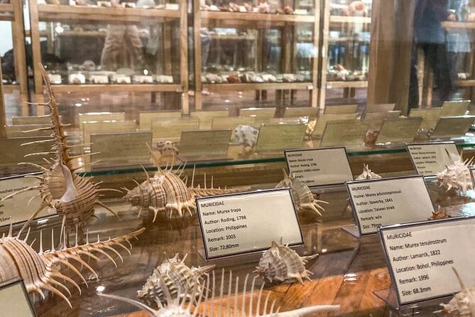 Visit Shell Museum Cavtat - Entering Shell Museum Cavtat, where curiosity beats crowds