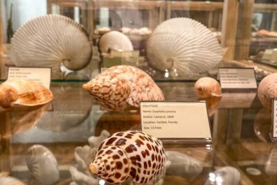 Visit Shell Museum Cavtat