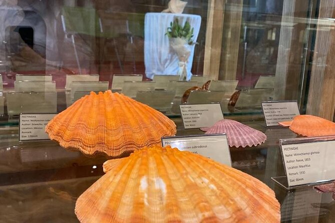 Visit Shell Museum Cavtat - Tips to make the most of your 30 to 1 hour visit