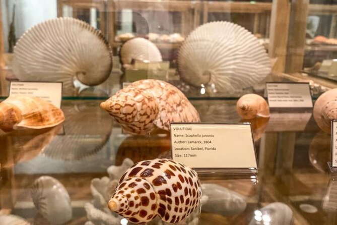 Visit Shell Museum Cavtat - What you will see: shapes, colors, and shell formations from around the world