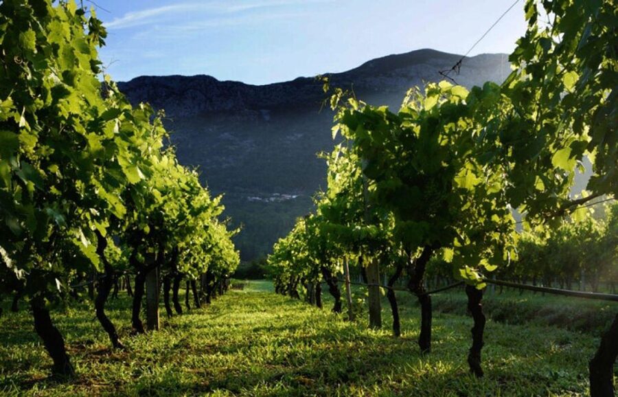 Wine Lover's Tour From Dubrovnik - Price and Value for a 5-Hour Private Tasting Tour