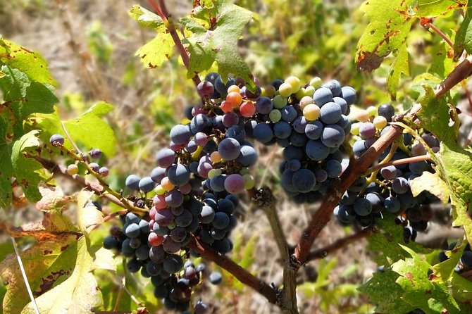 Wine Lover's Tour of Peljesac Peninsula - Sweet vs dry, and why tasting order matters