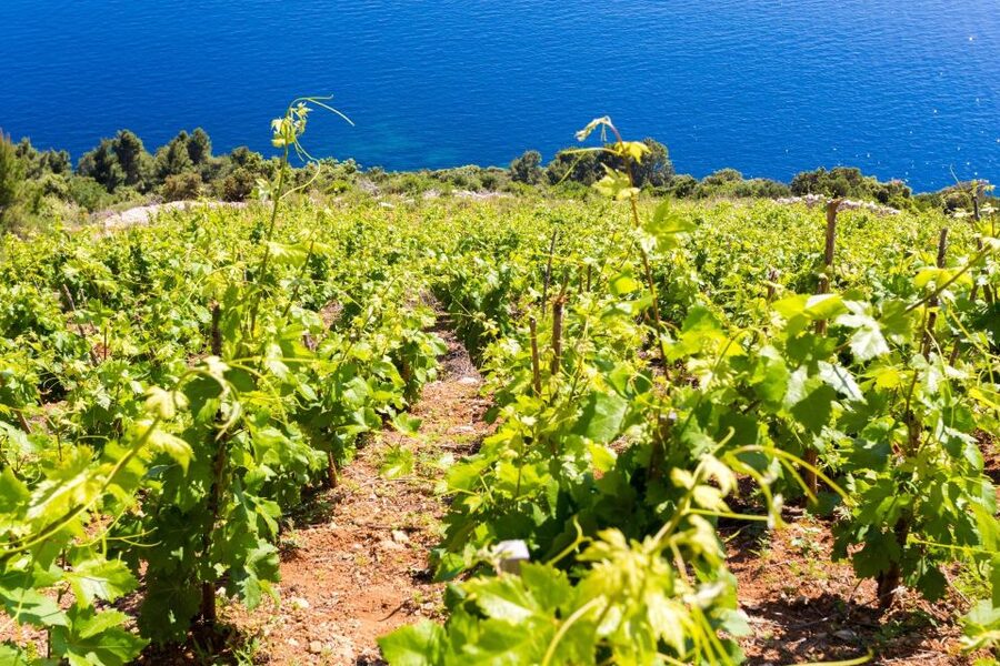 Winetasting in Konavle valley and Gastro Tour from Dubrovnik - Vinica-Monković Konoba, Lunch and Dinner by the River